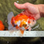 A Grade Red White Oranda Male 5.5-6 inches #040326OR_13