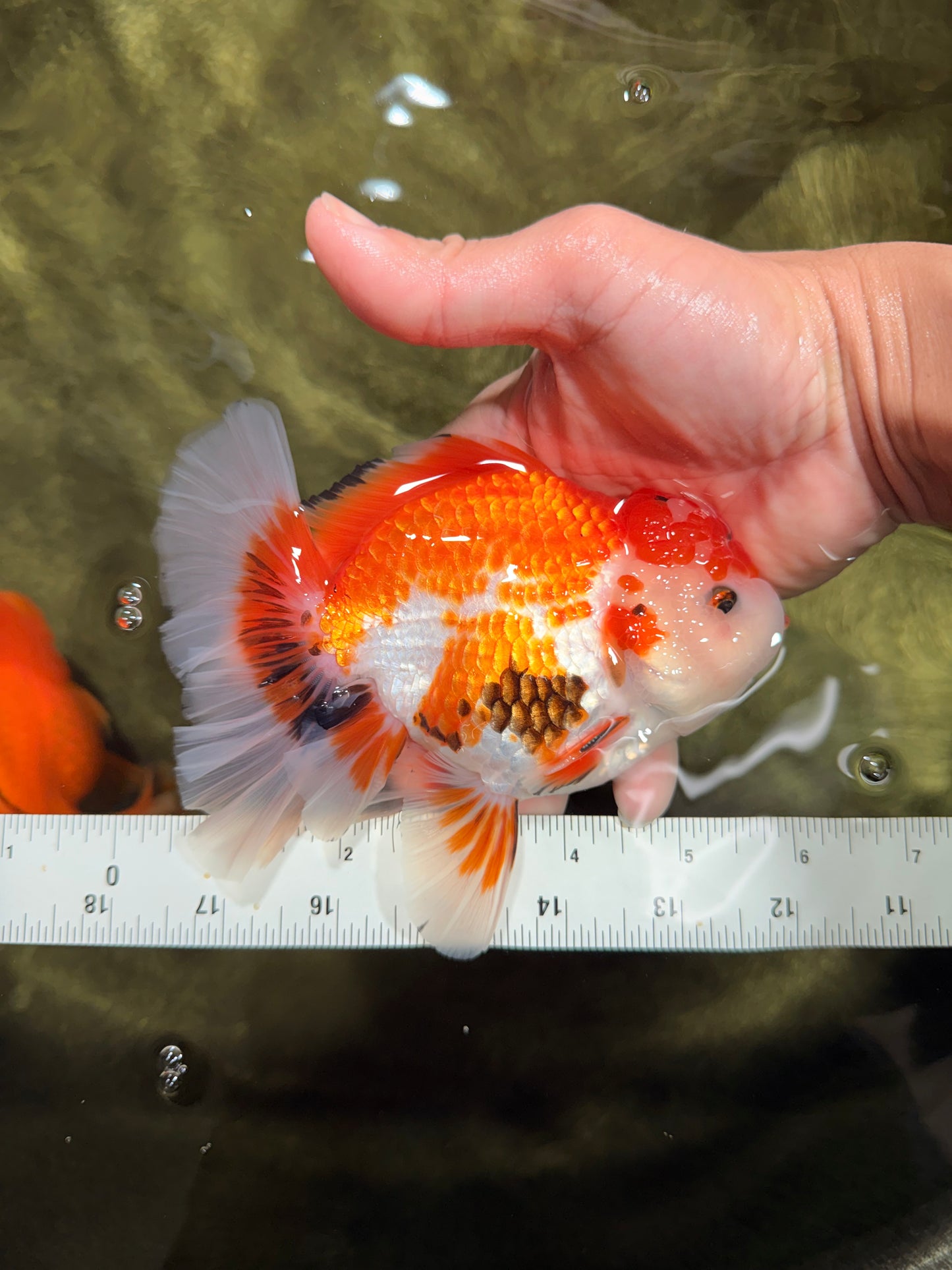 A Grade Red White Oranda Male 5.5-6 inches #040326OR_13
