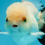 Panda Oranda Female 5 inches #120624OR_12