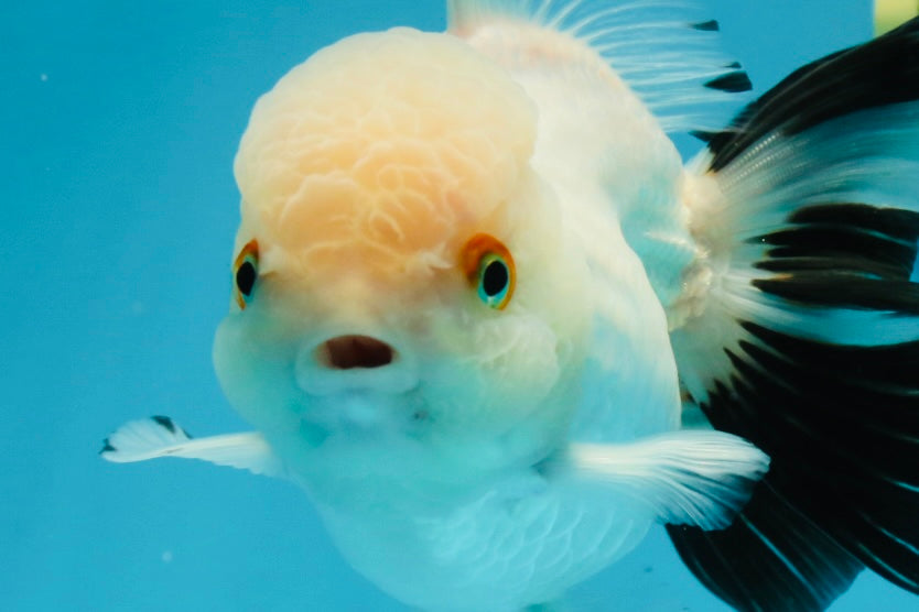 Panda Oranda Female 5 inches #120624OR_12