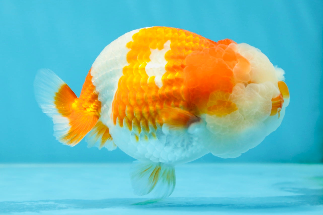 Special A Grade Chonky Kohaku LionQueen 4.5 inches #050225LC_16