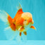 A Grade Red White Oranda Male 6 inches #100926OR_22