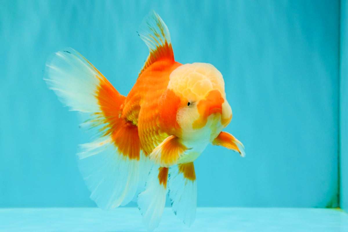 A Grade Red White Oranda Male 6 inches #100926OR_22