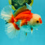 A Grade Red White Oranda Male 6 inches #041726OR_20