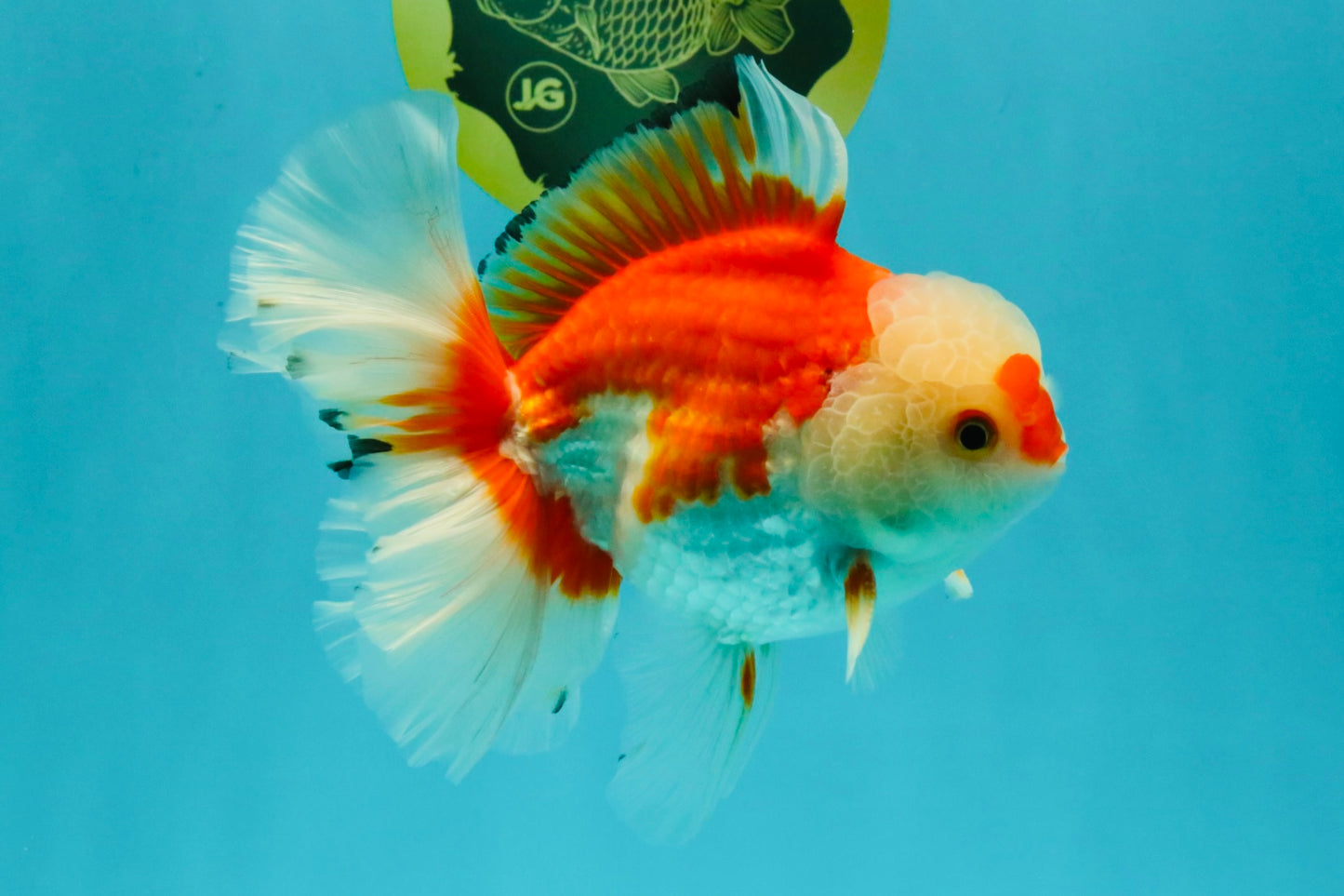 A Grade Red White Oranda Male 6 inches #041726OR_20
