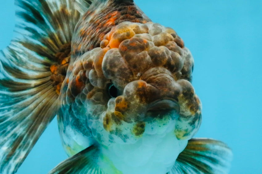 RARE A Grade Kirin Oranda Male 5.5 inches #120525OR_02