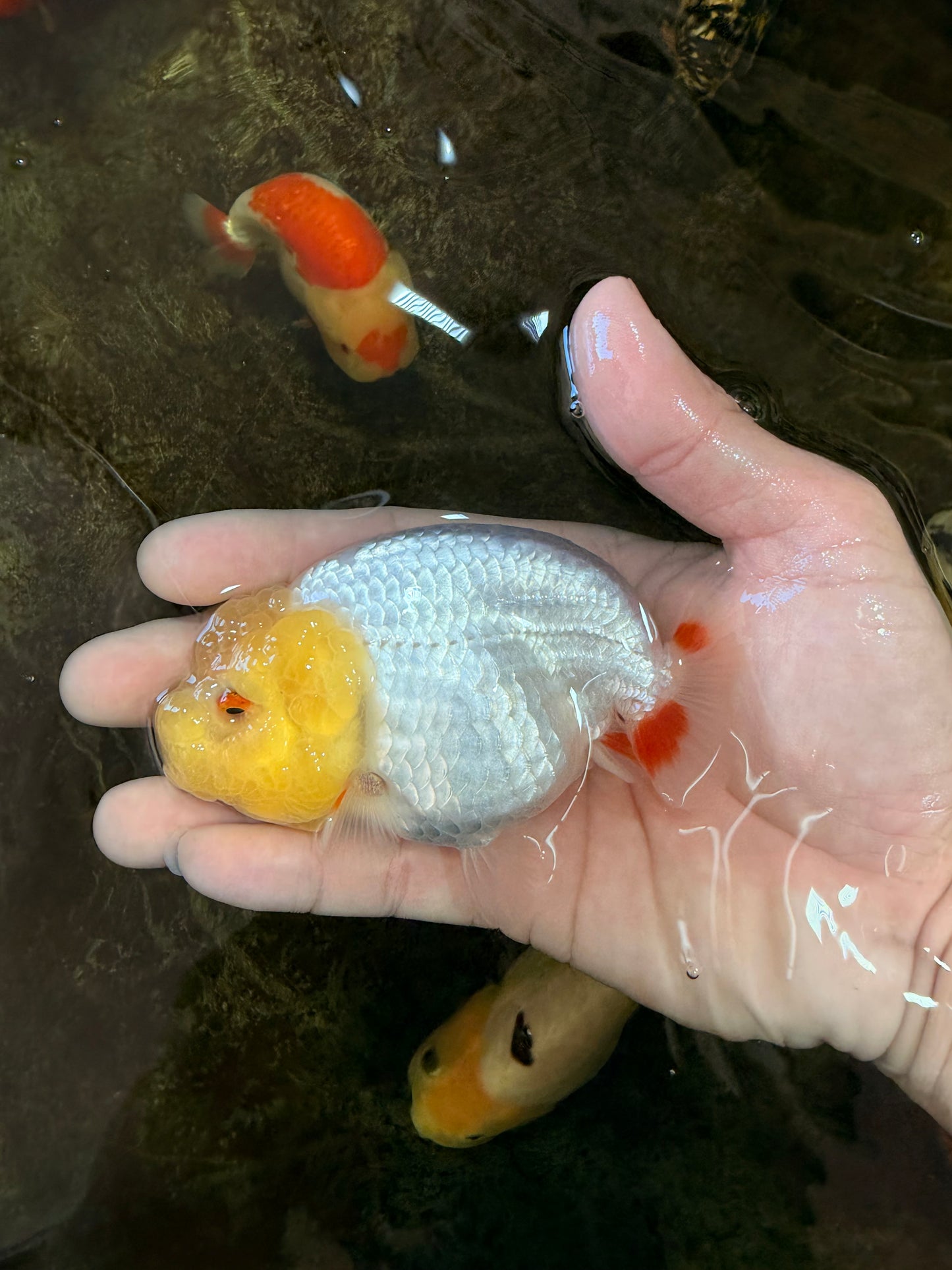 AAA Grade Young Lemonhead LionQueen 4 inches #101025LC_06