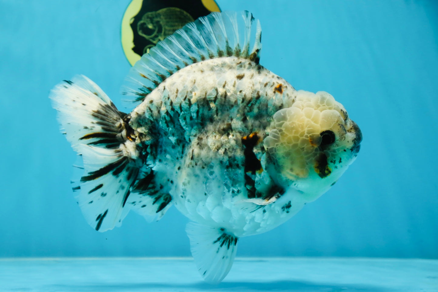 MONSTER AAA Grade White Tiger Yuanbao Male 7-7.5 inches #042525_01