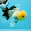 Oranda macho de cabeza de limón de grado AAA con ojos de botón, 5 pulgadas, n.º 0927OR_24