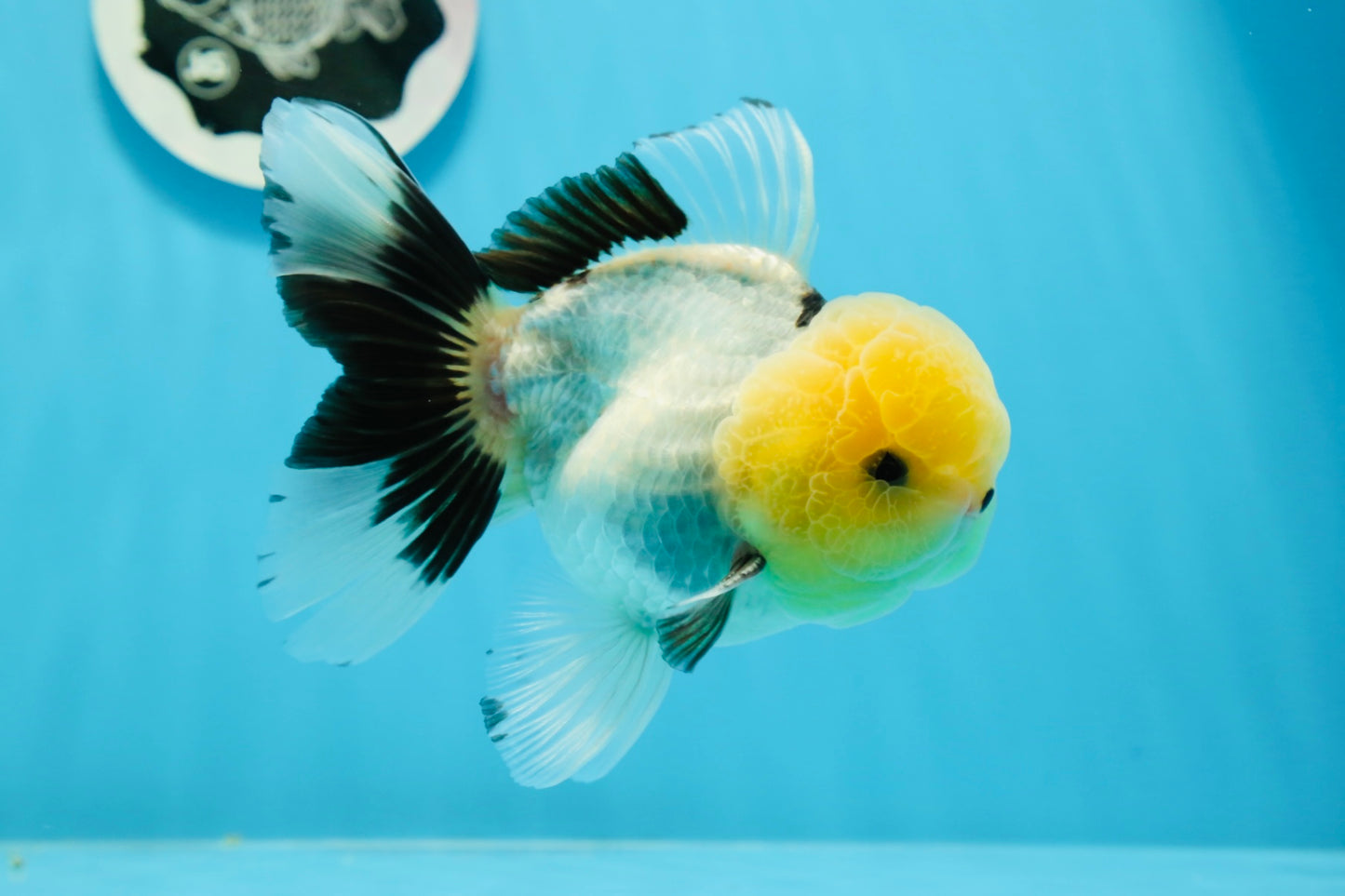 Oranda macho de cabeza de limón de grado AAA con ojos de botón, 5 pulgadas, n.º 0927OR_24