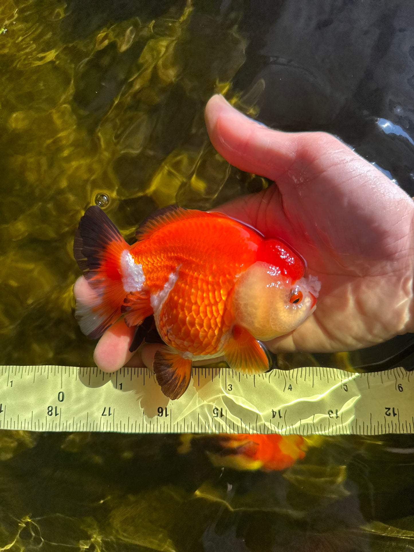 A Grade Pompom Tricolor Yuanbao Female 4-4.5 inches #050925YB_27