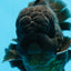 AAA Grade Godzilla Black Oranda Male 6 inches #080125OR_05
