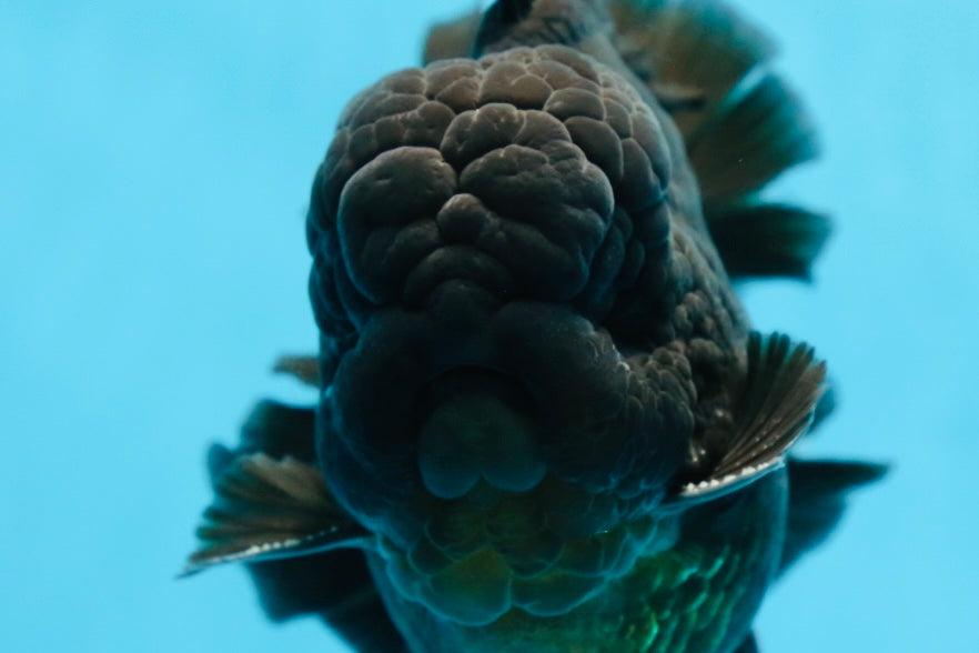 AAA Grade Godzilla Black Oranda Male 6 inches #080125OR_05