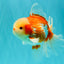 A Grade Lipsticks Red White Oranda Male 6 inches #101626OR_03