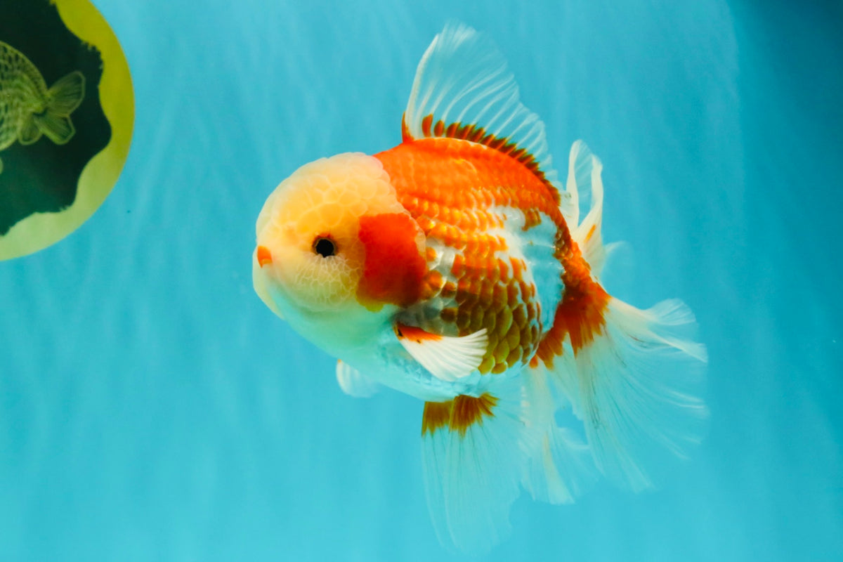 A Grade Lipsticks Red White Oranda Male 6 inches #101626OR_03