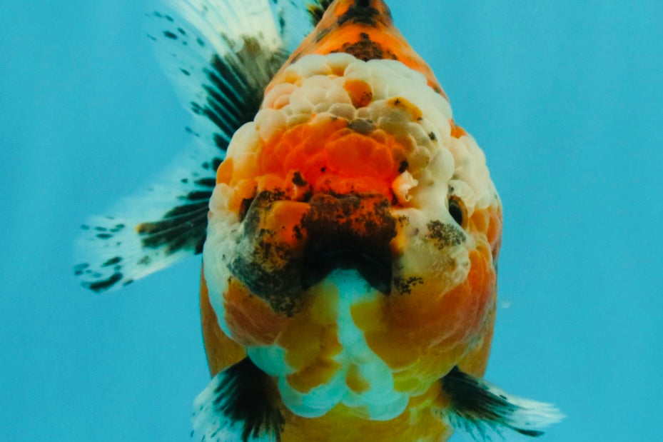 SPECIAL A Grade Sakura Yuanbao Female 5.5-6 inches #032026YB_27