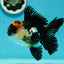 AAA Grade Tricolor Oranda Male 5.5 inches #112224OR_12