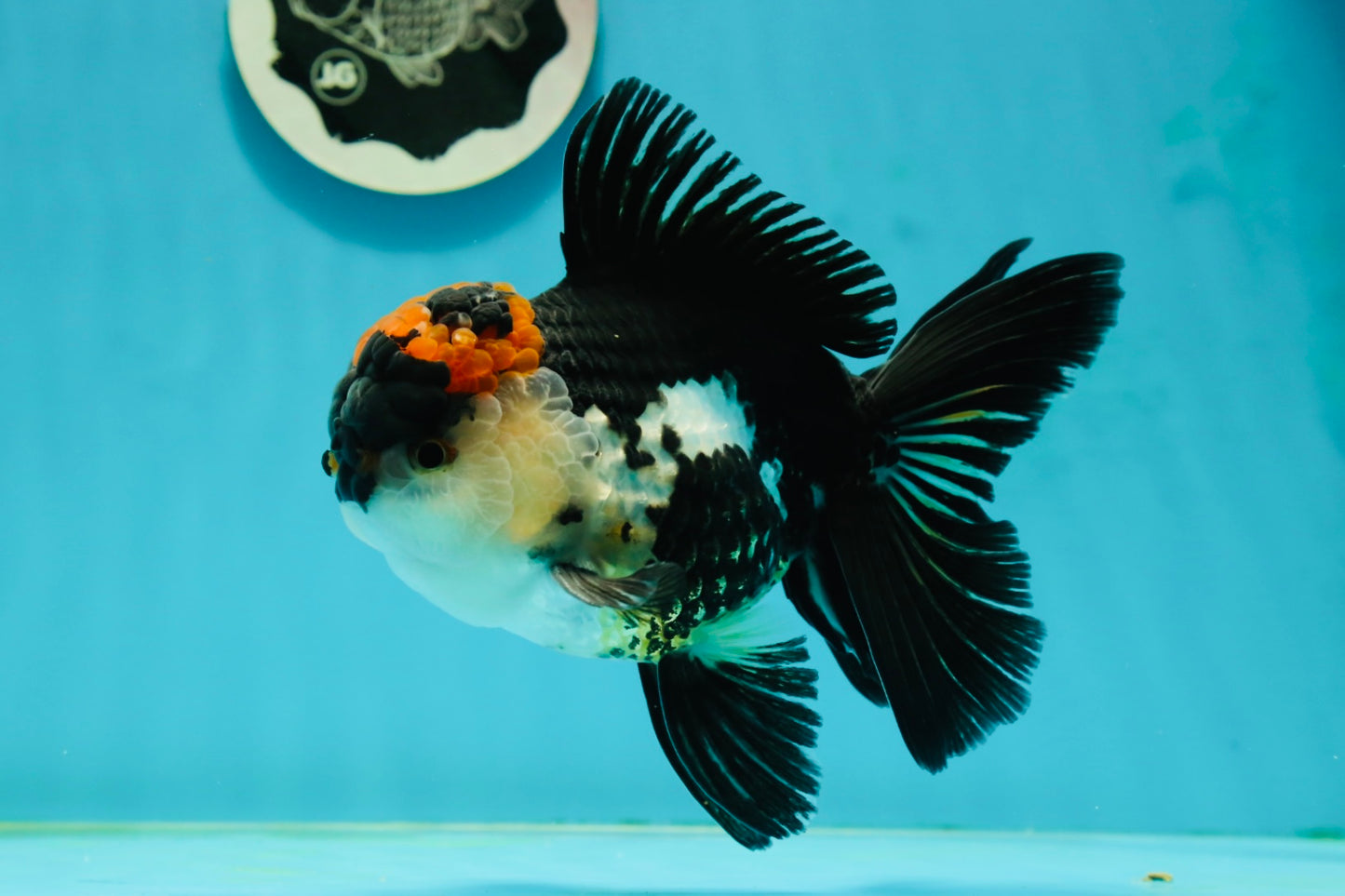 AAA Grade Tricolor Oranda Male 5.5 inches #112224OR_12