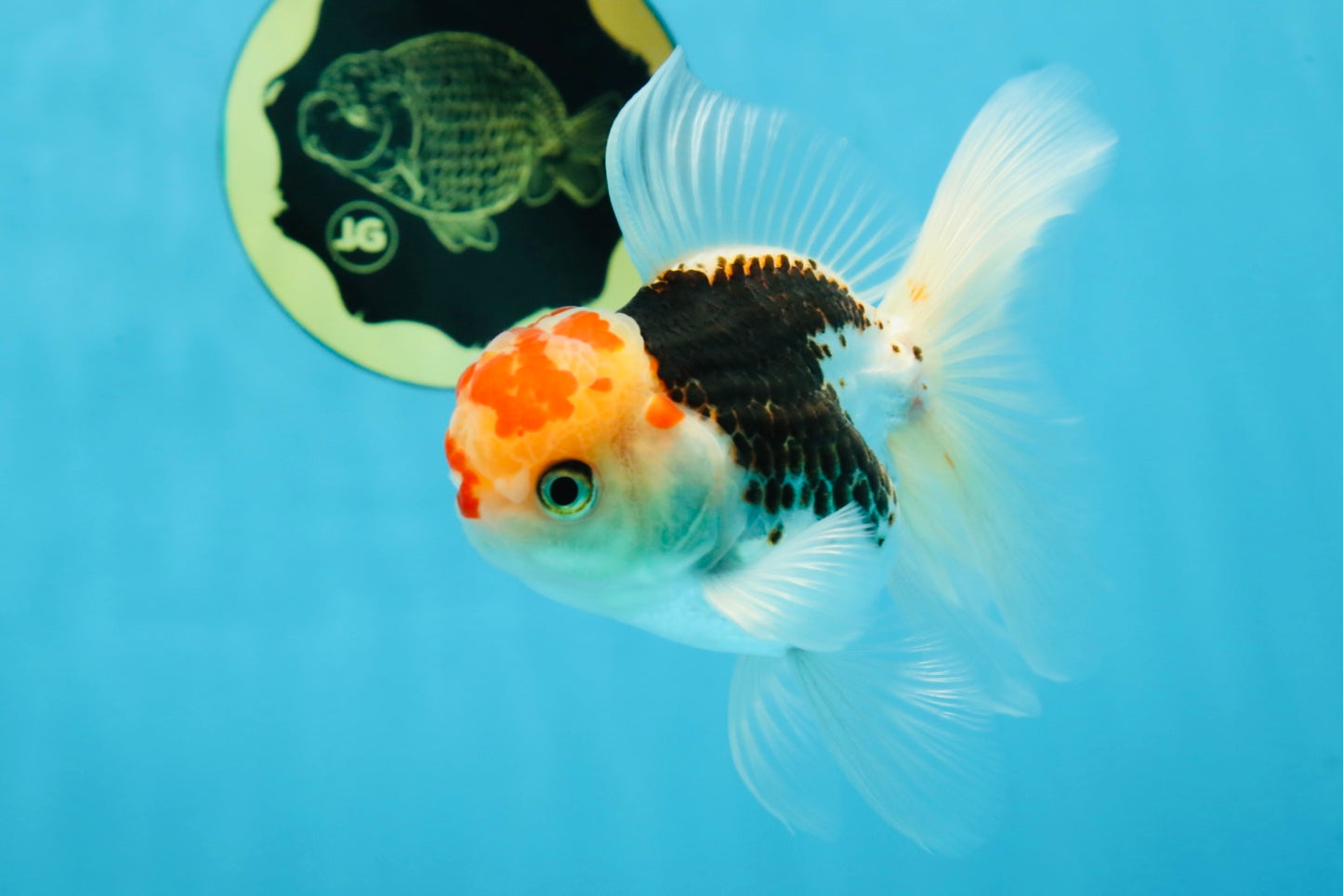 A Grade Young Tricolor Oranda Male 4.5 inches #061325_05