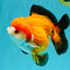 CHUBBY A Grade Apache Yuanbao Male 4.5 inches #051526YB_10