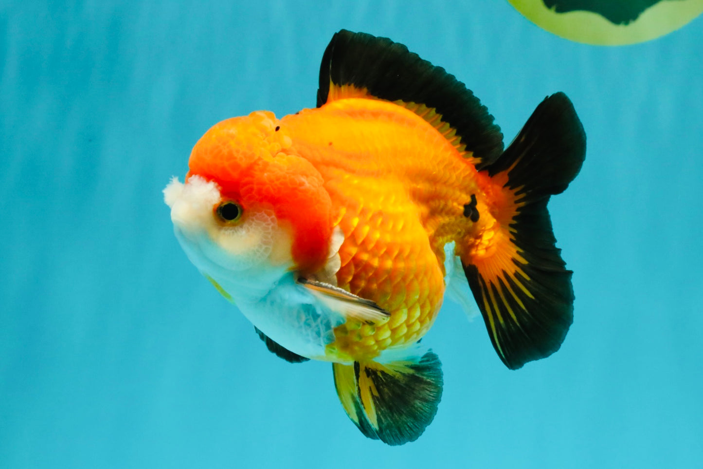 CHUBBY A Grade Apache Yuanbao Male 4.5 inches #051526YB_10