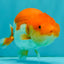 Red White Lionchu Female 4.5 inches #081426LC_14