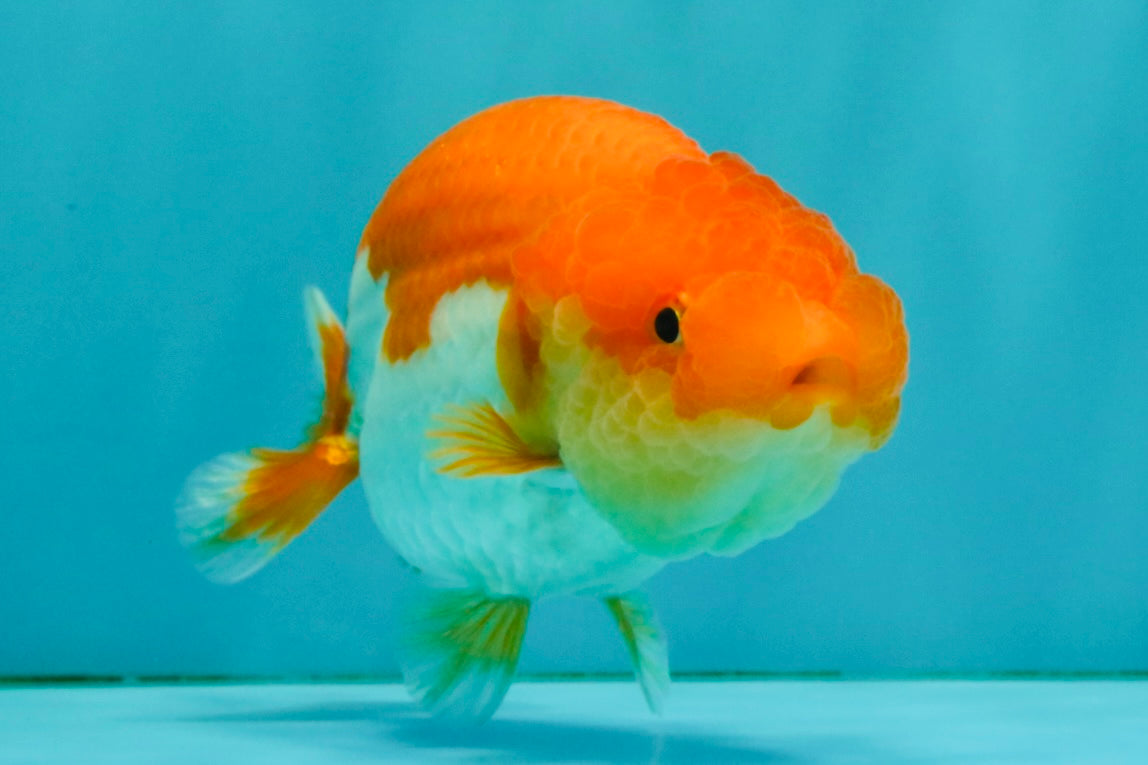 Red White Lionchu Female 4.5 inches #081426LC_14