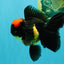 A Grade Tricolor Red Head Oranda Male 5-5.5 inches #041726OR_10