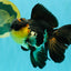 Panda Oranda Male 5.5-6 inches #081426OR_28