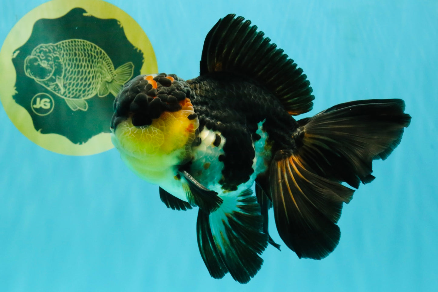 Panda Oranda Male 5.5-6 inches #081426OR_28