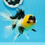 Panda oranda hembra de 5 pulgadas con pompones y ojos de botón de grado AAA n.° 0906OR_25