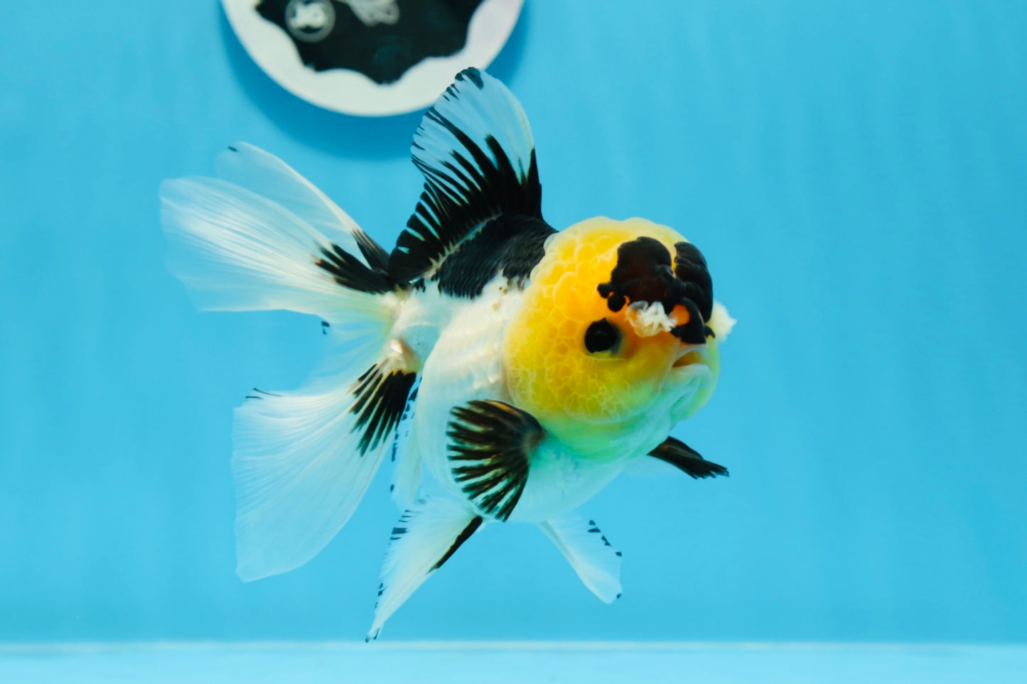 Panda Oranda femelle avec des yeux boutonnés de qualité AAA, 5 pouces #0906OR_25