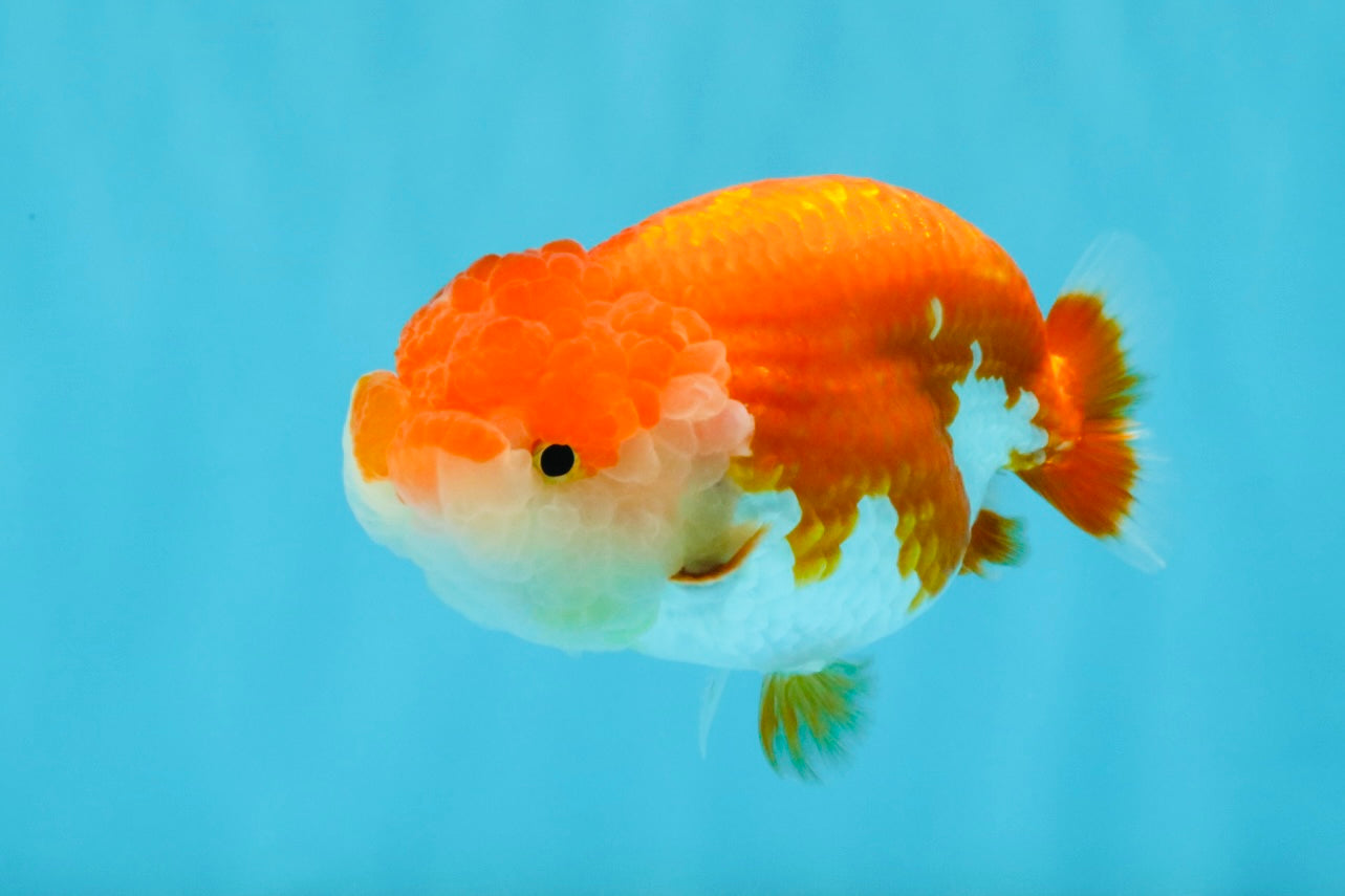 A Grade Red White LionQueen 4-4.5 inches #032726LC_14