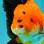 AAA Grade Apache Oranda Female 5.5-6 inches #071026OR_25
