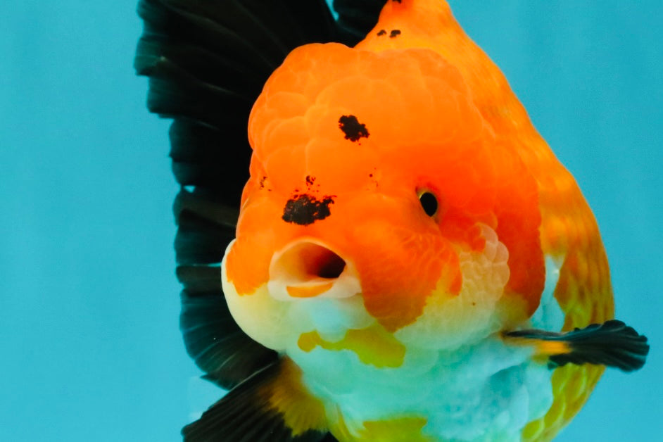 AAA Grade Apache Oranda Female 5.5-6 inches #071026OR_25