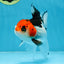 Tricolor Oranda Female 5-5.5 inches #100325OR_16