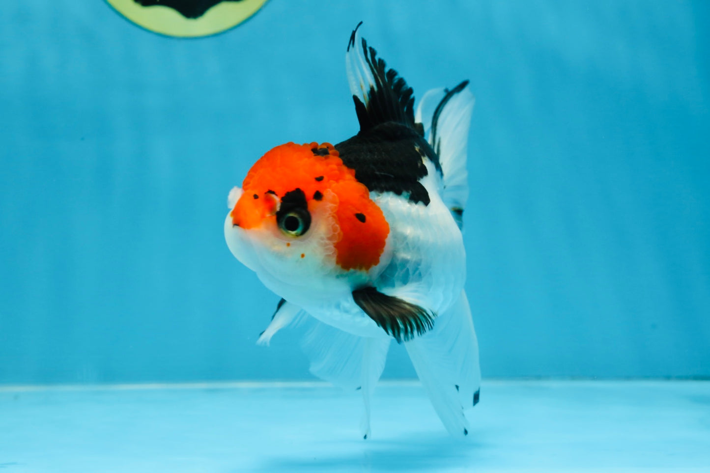 Tricolor Oranda Female 5-5.5 inches #100325OR_16