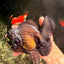 JUMBO AAA Grade Godzilla Black Oranda Male 6-6.5 inches #050826OR_01
