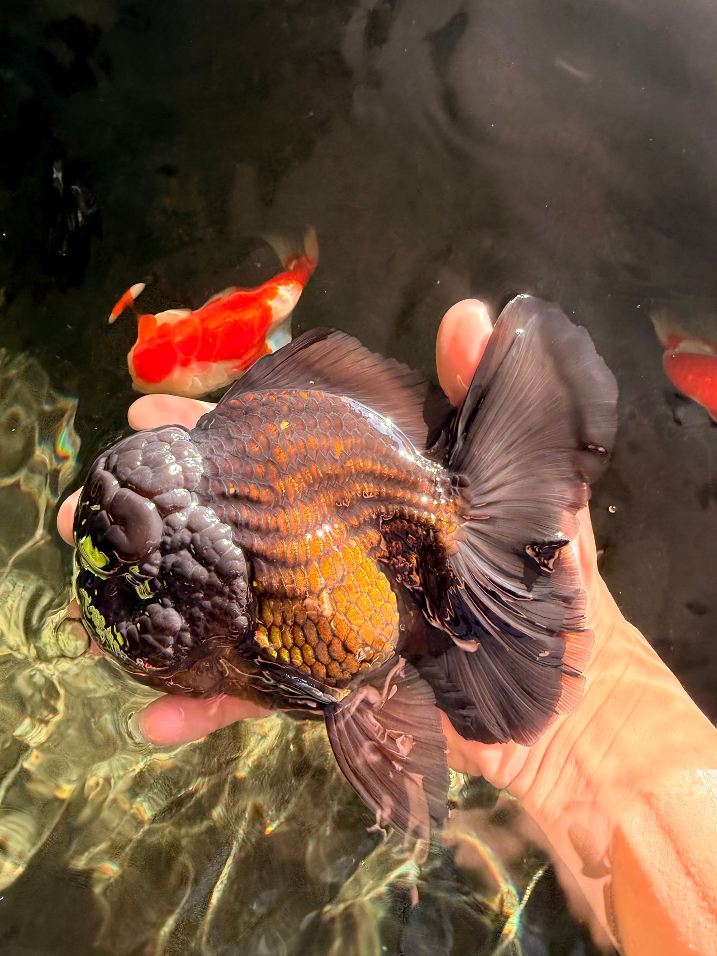JUMBO AAA Grade Godzilla Black Oranda Male 6-6.5 inches #050826OR_01