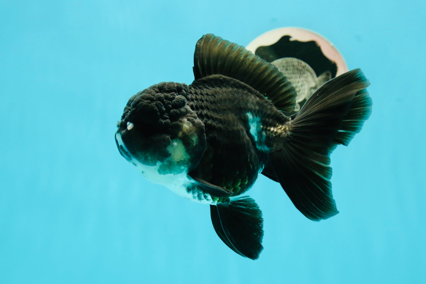 A Grade Bulldog Panda Oranda Male 5-5.5 inches #0524OR_01