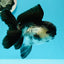 🐼 A Grade Chunky Panda Oranda Female 5.5 inches #0517OR_01