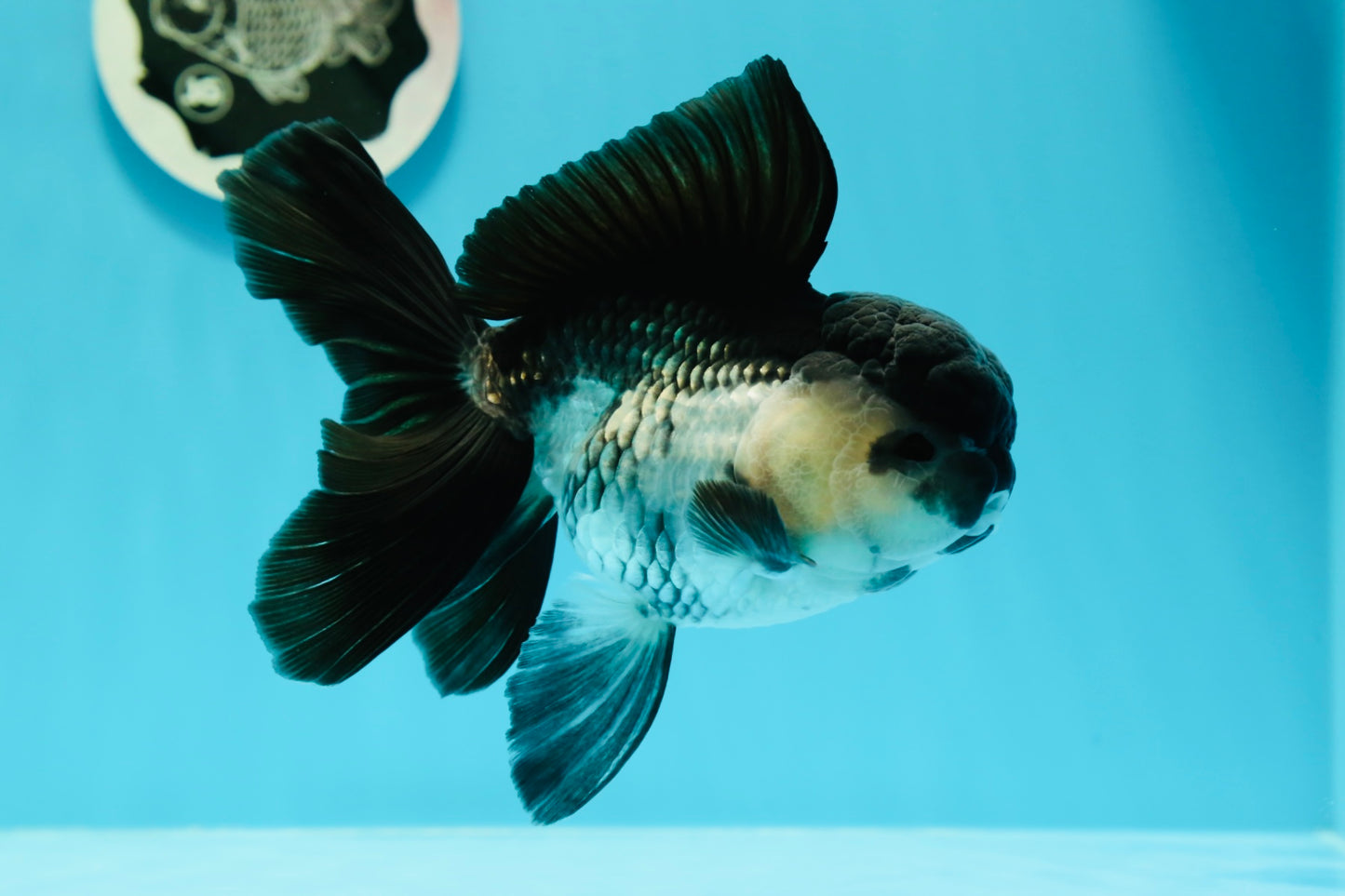 🐼 A Grade Chunky Panda Oranda Female 5.5 inches #0517OR_01