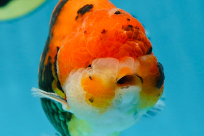 A Grade Tricolor Tiger LionKing 4.5 inches #052325LC_16