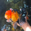 NEMO AAA Grade Apache Oranda Male 6.5 inches  #082225OR_09