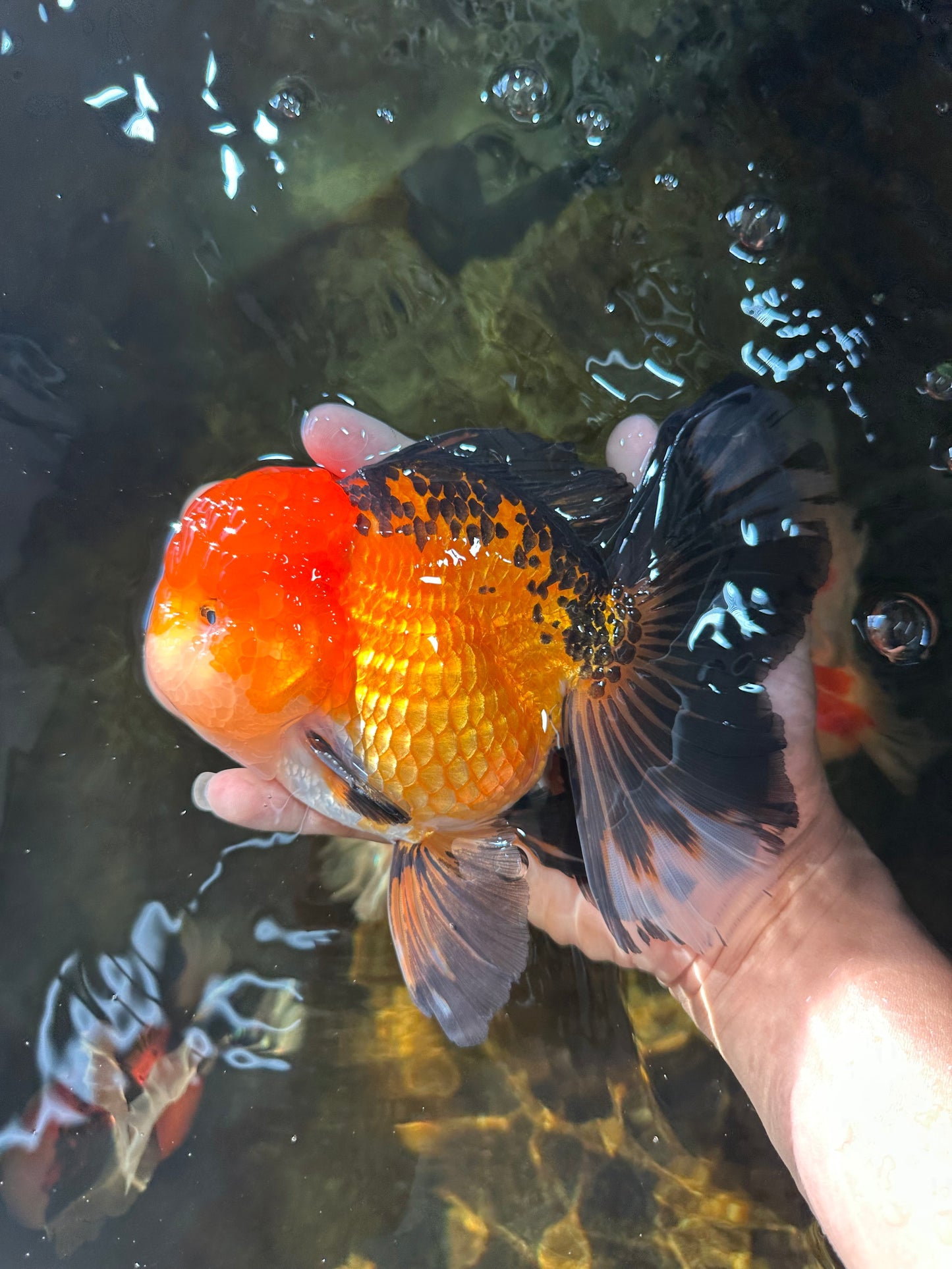 NEMO AAA Grade Apache Oranda Male 6.5 inches  #082225OR_09