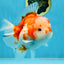 SUPER CUTE A Grade Sakura Oranda Female 5.5 inches #102425OR_21