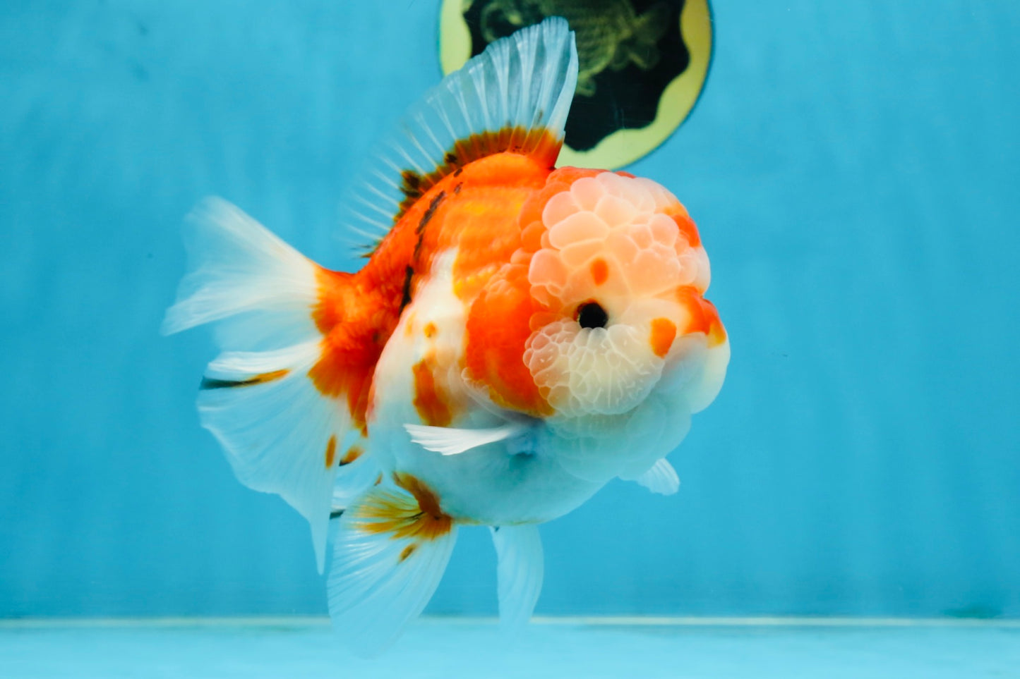 SUPER CUTE A Grade Sakura Oranda Female 5.5 inches #102425OR_21
