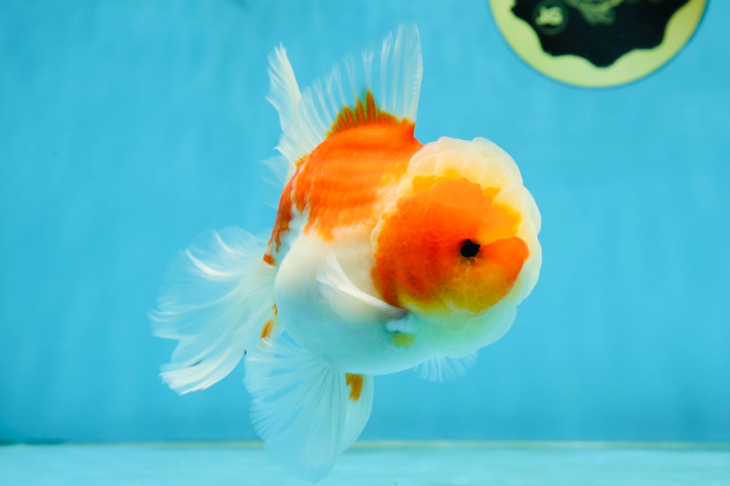 AAA Grade Cherry Sakura Oranda Male 5 inches #062725OR_14