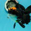 A Grade Superhero Lava Head Tricolor Oranda Male 5-5.5 inches #110824OR_16