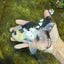 A Grade Panda Button Eyes Oranda Male 5-5.5 inches #091925OR_06